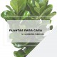 4 cuidados básicos para cuidar da sua planta em casa